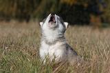 ALASKAN MALAMUTE 485